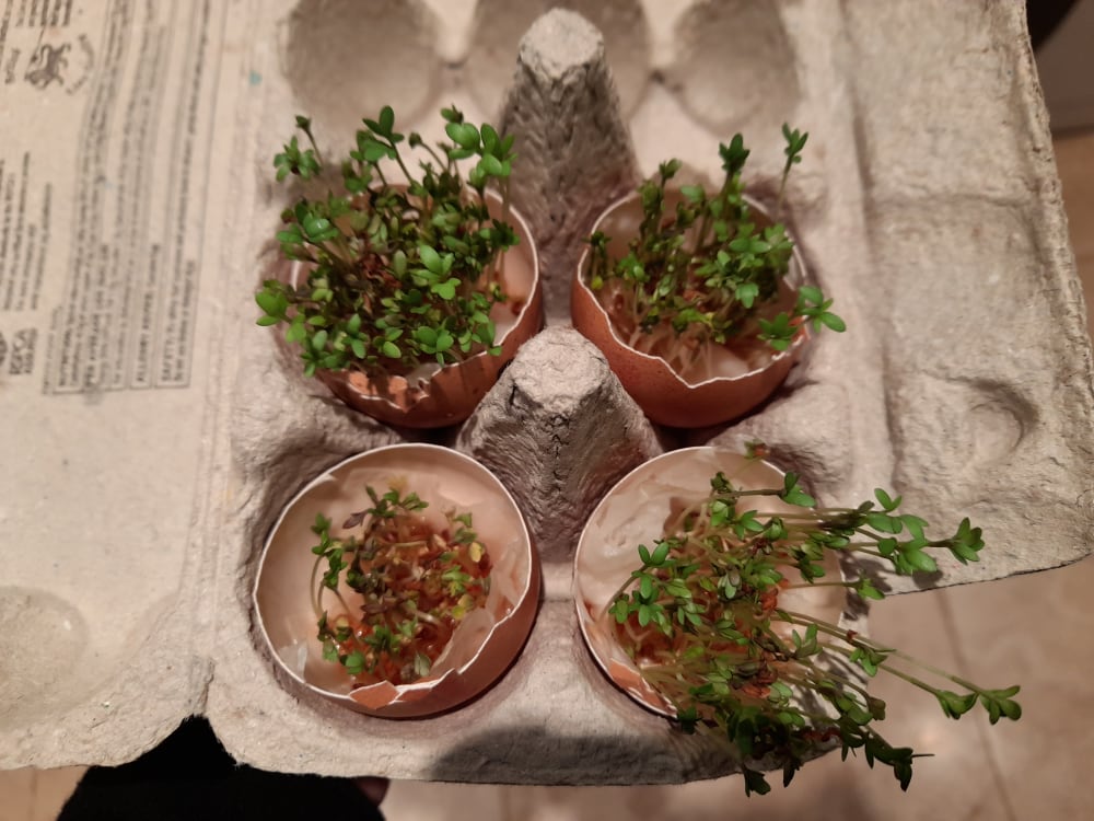 grow_cress_1